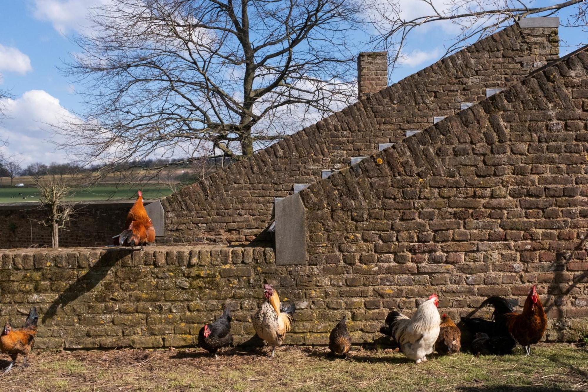 Meschermolen 9 Luaran gambar